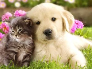 Cuidar de cachorros e gatos da forma correta: Descubra tudo nesse post