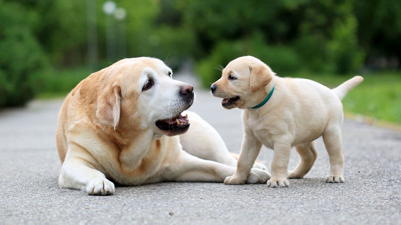 Fases da vida do cachorro: Saiba quais são e seus cuidados.