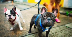 Traga seu amigão para o Pet Shop do Patinho: Confira 7 razões para isso