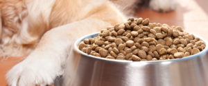 Rações a granel: Um perigo para a saúde de seu pet